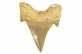 Fossil Shark Tooth (Otodus) - Morocco #226926-1